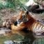 kanha11