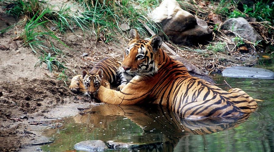 kanha11