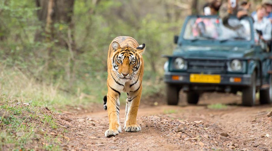 ranthambore1